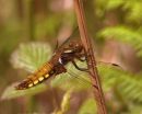Female_Broad-bodied_Chaser